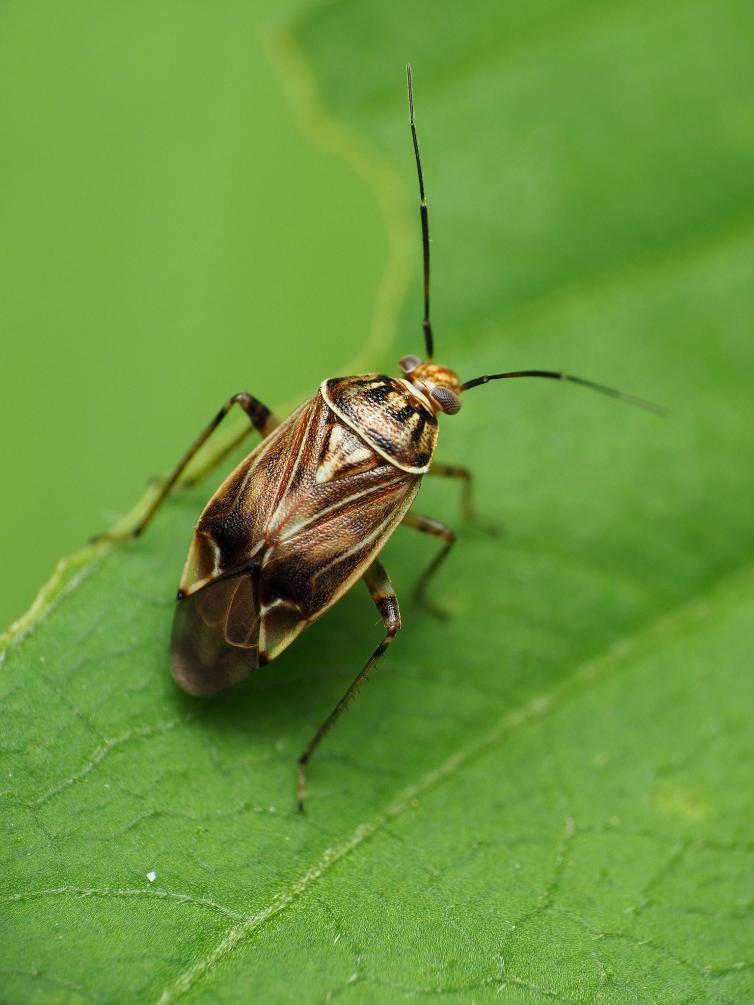 Lygus lineolaris