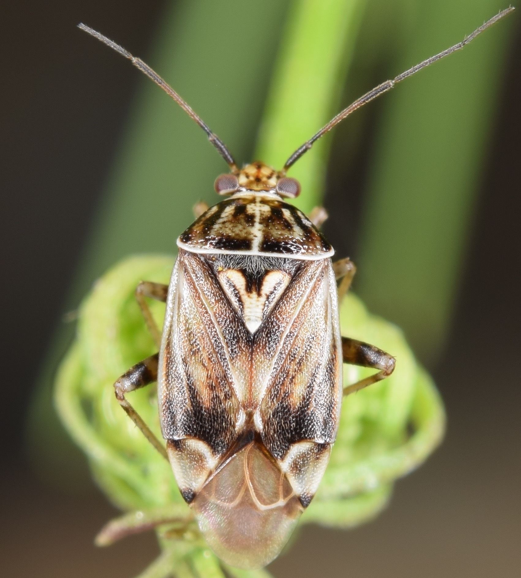 Lygus lineolaris