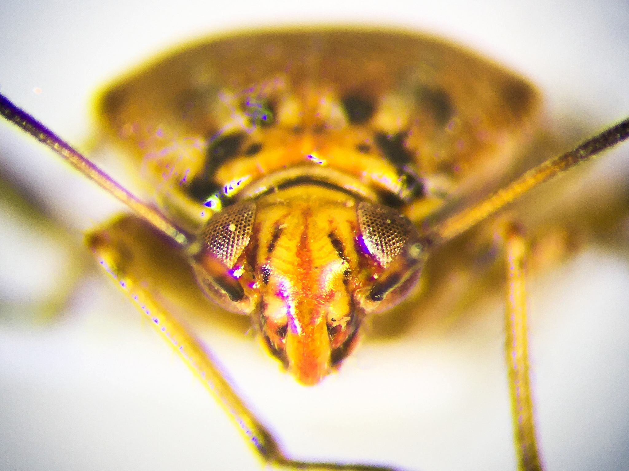 Lygus lineolaris