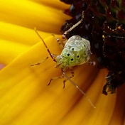 Lygus lineolaris