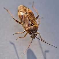 Lygus lineolaris