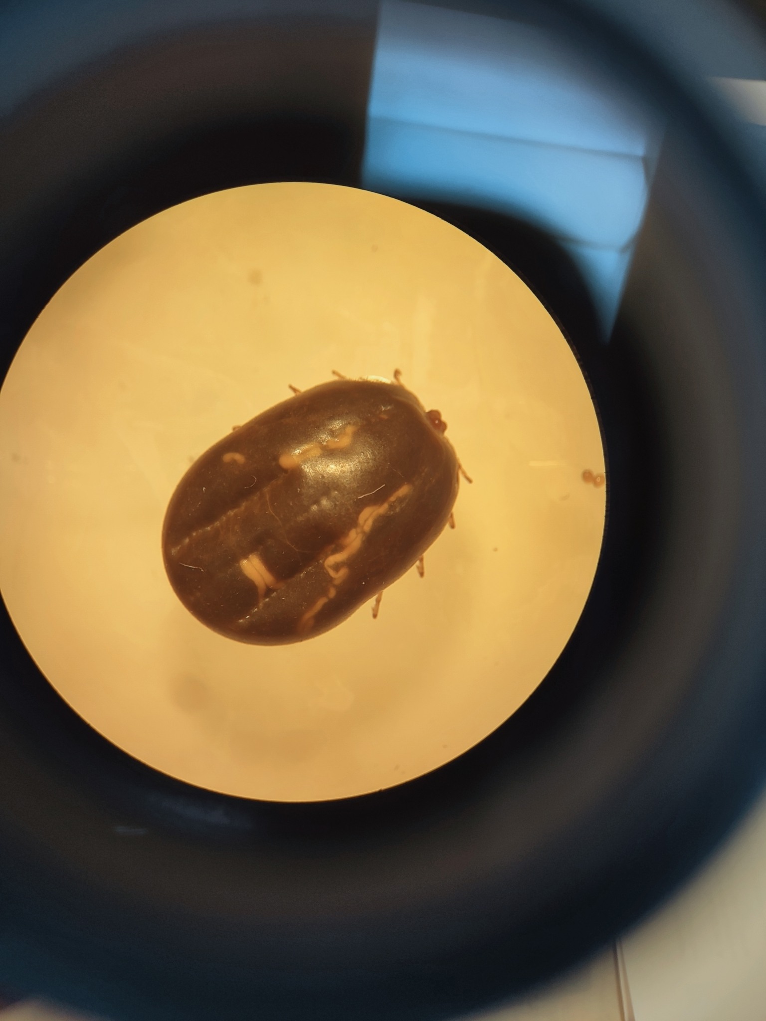 Boophilus