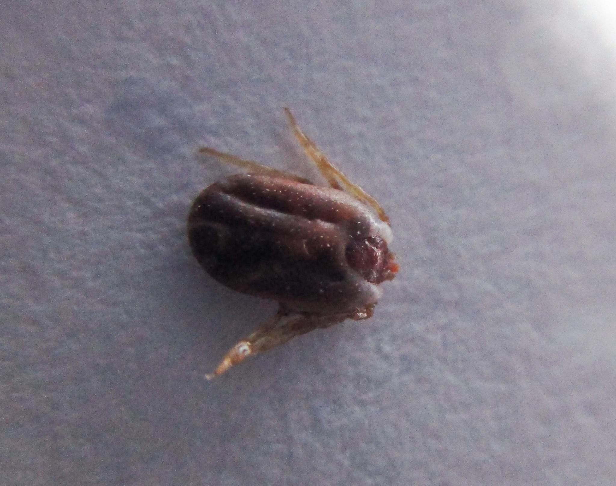 Boophilus