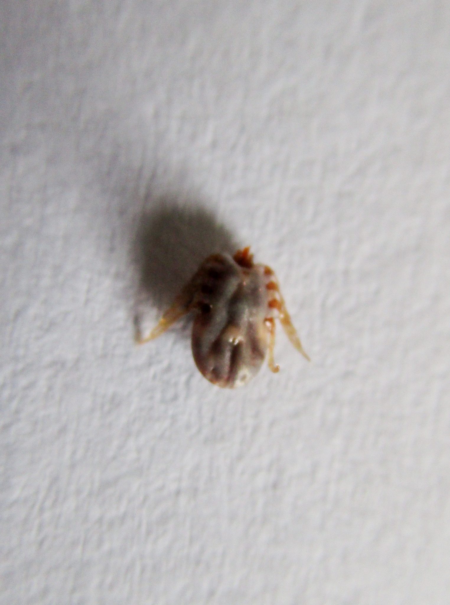 Boophilus