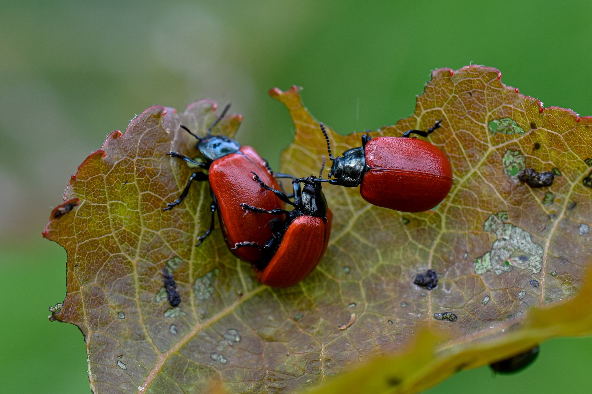 Chrysomela