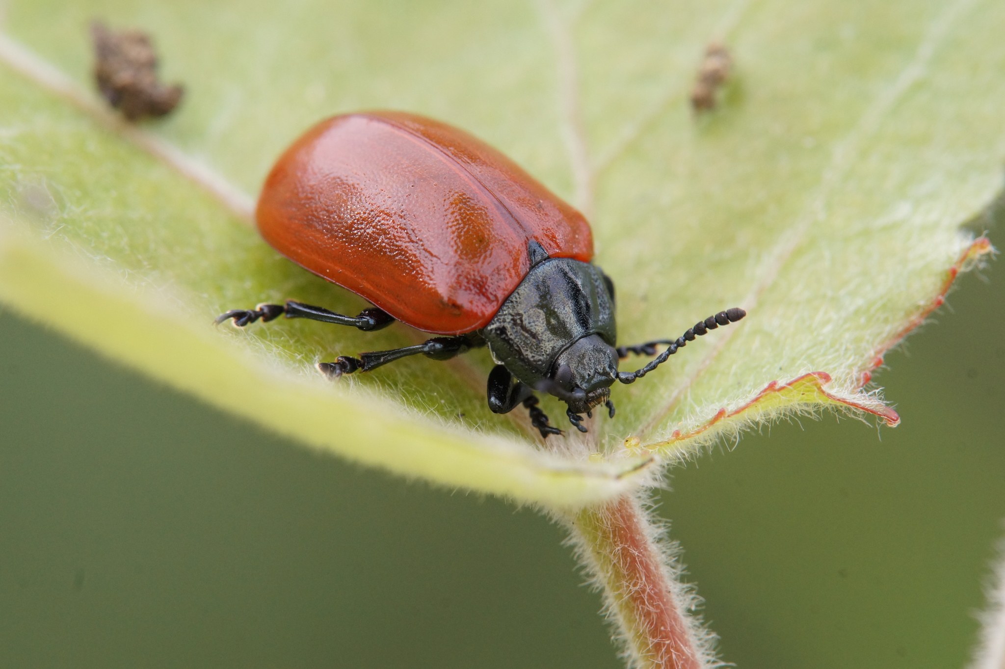 Chrysomela