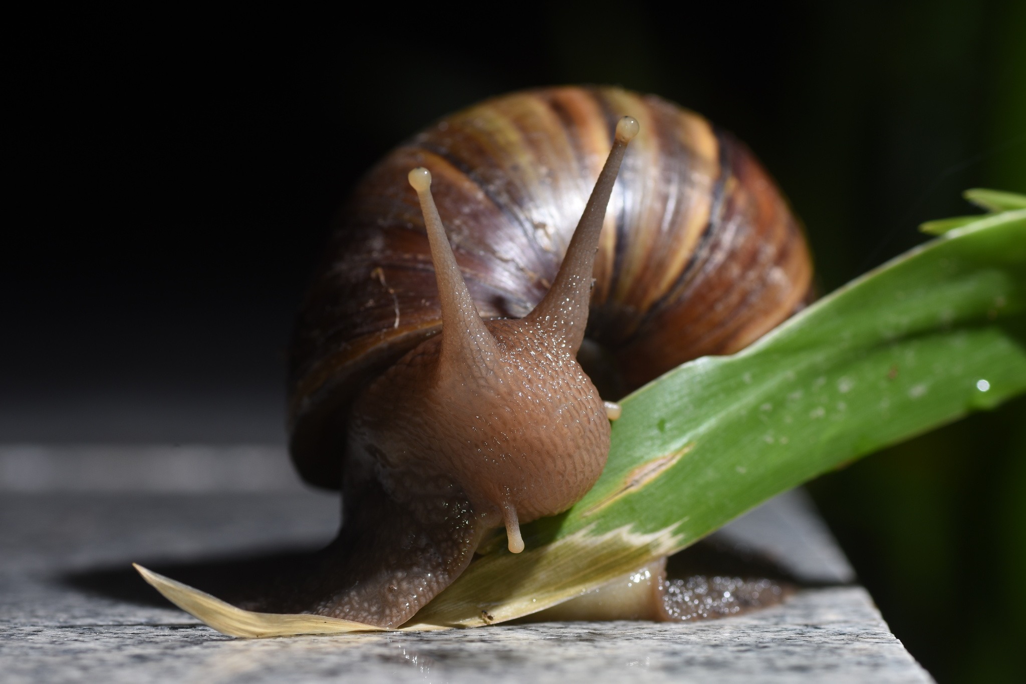 Lissachatina fulica