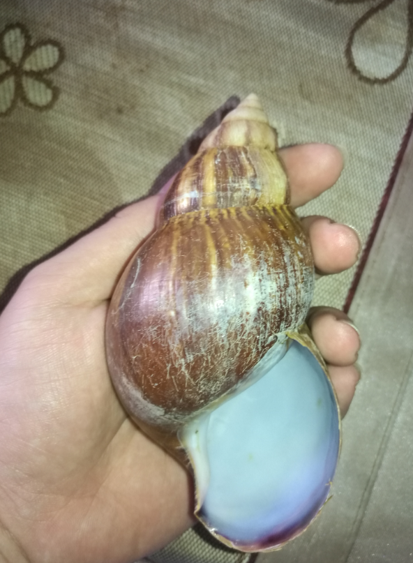 Lissachatina fulica