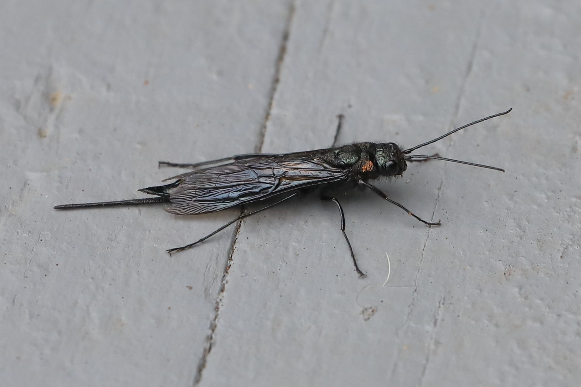 Sirex areolatus
