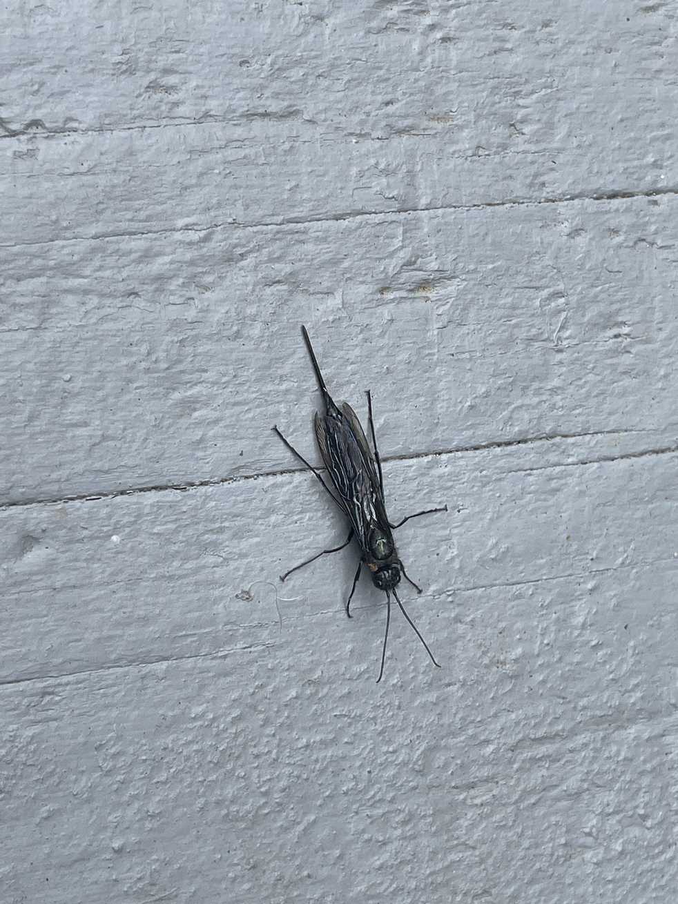 Sirex areolatus