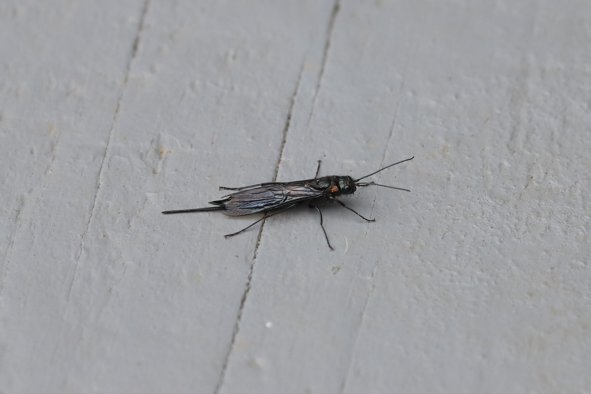 Sirex areolatus