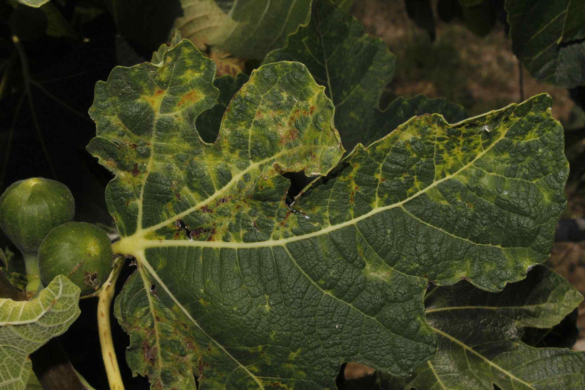 Aceria ficus