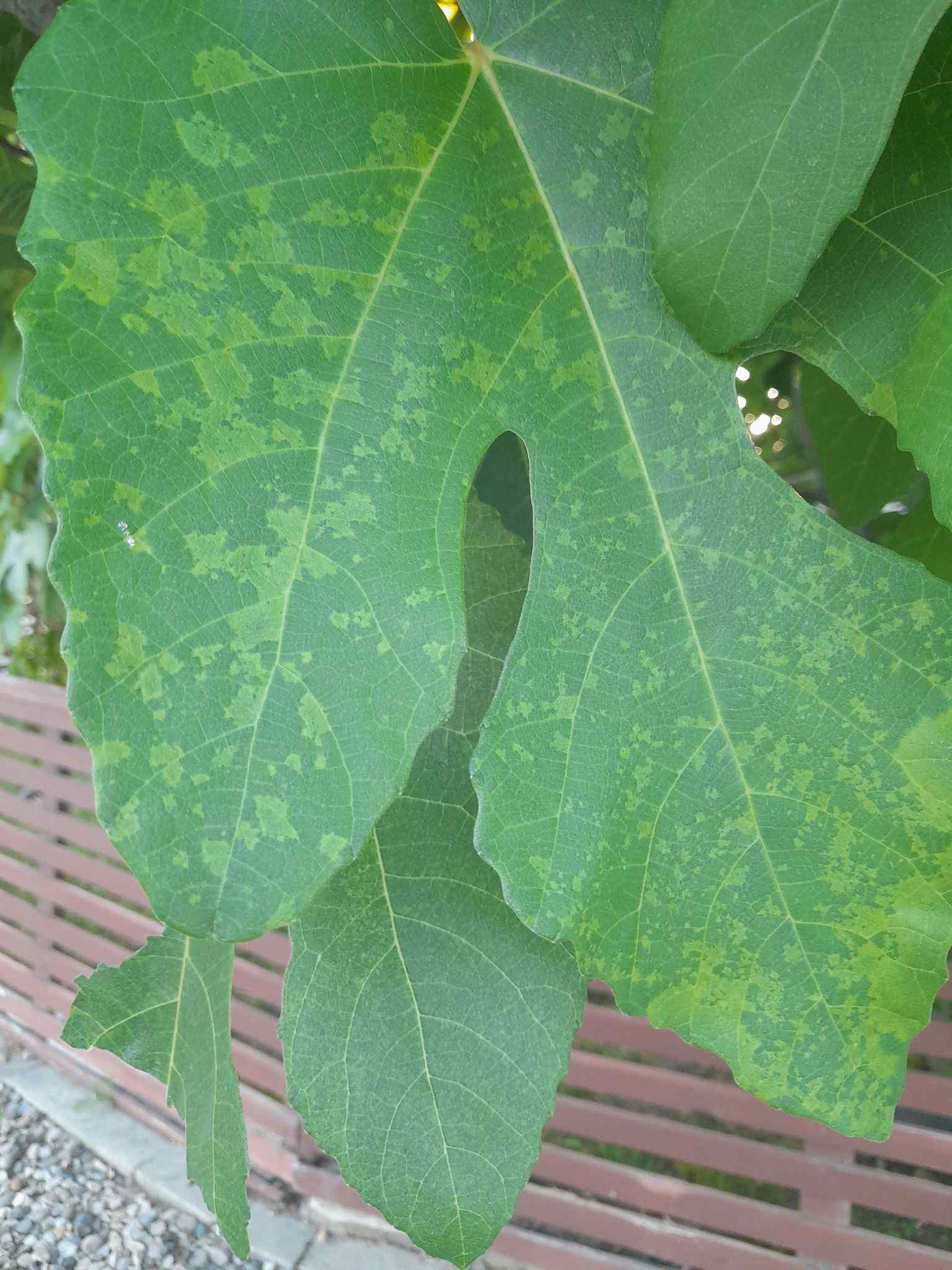 Aceria ficus