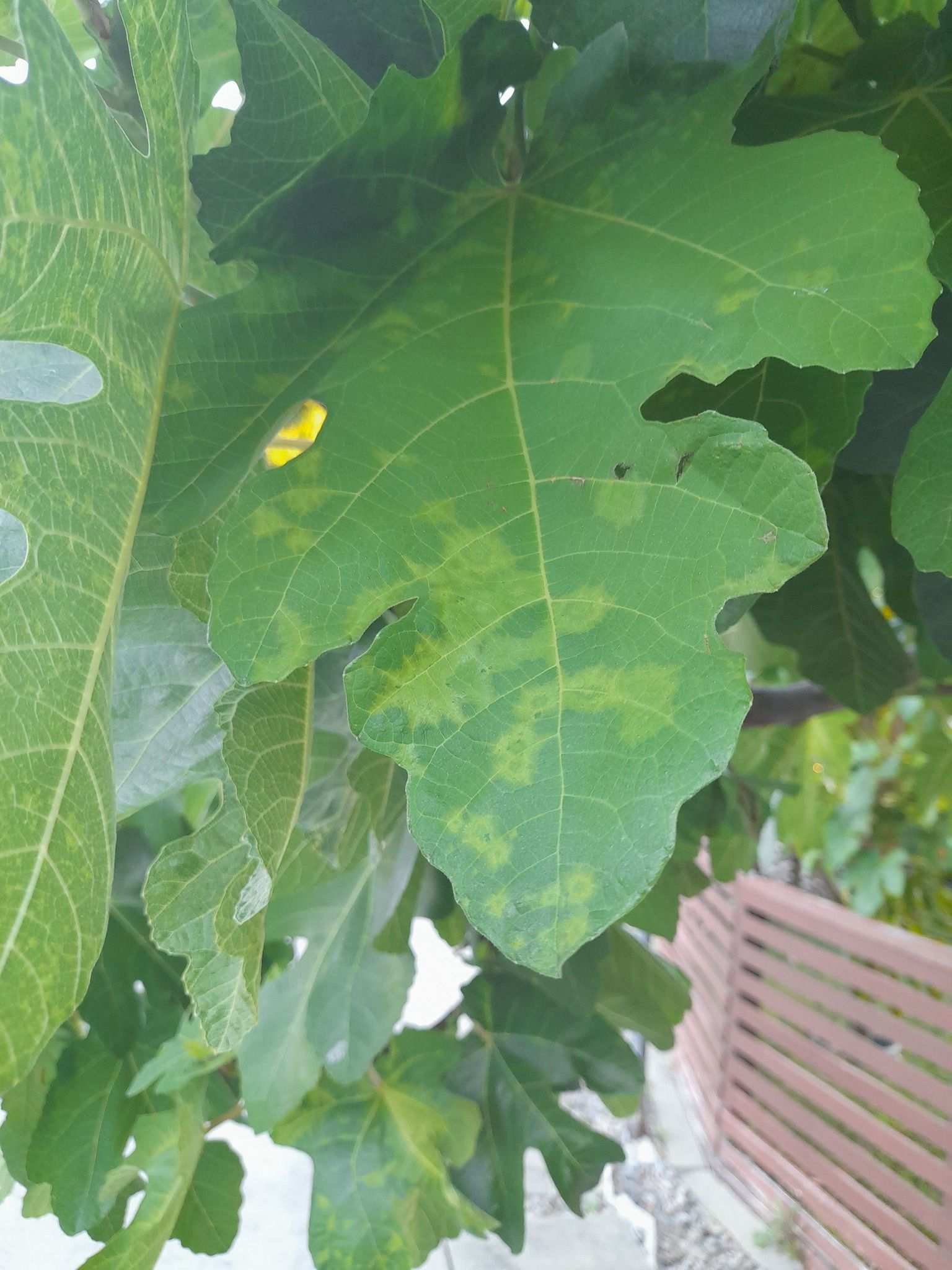 Aceria ficus