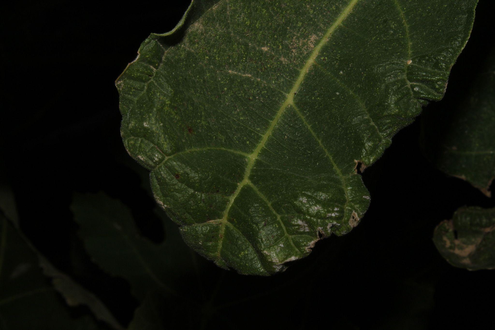 Aceria ficus