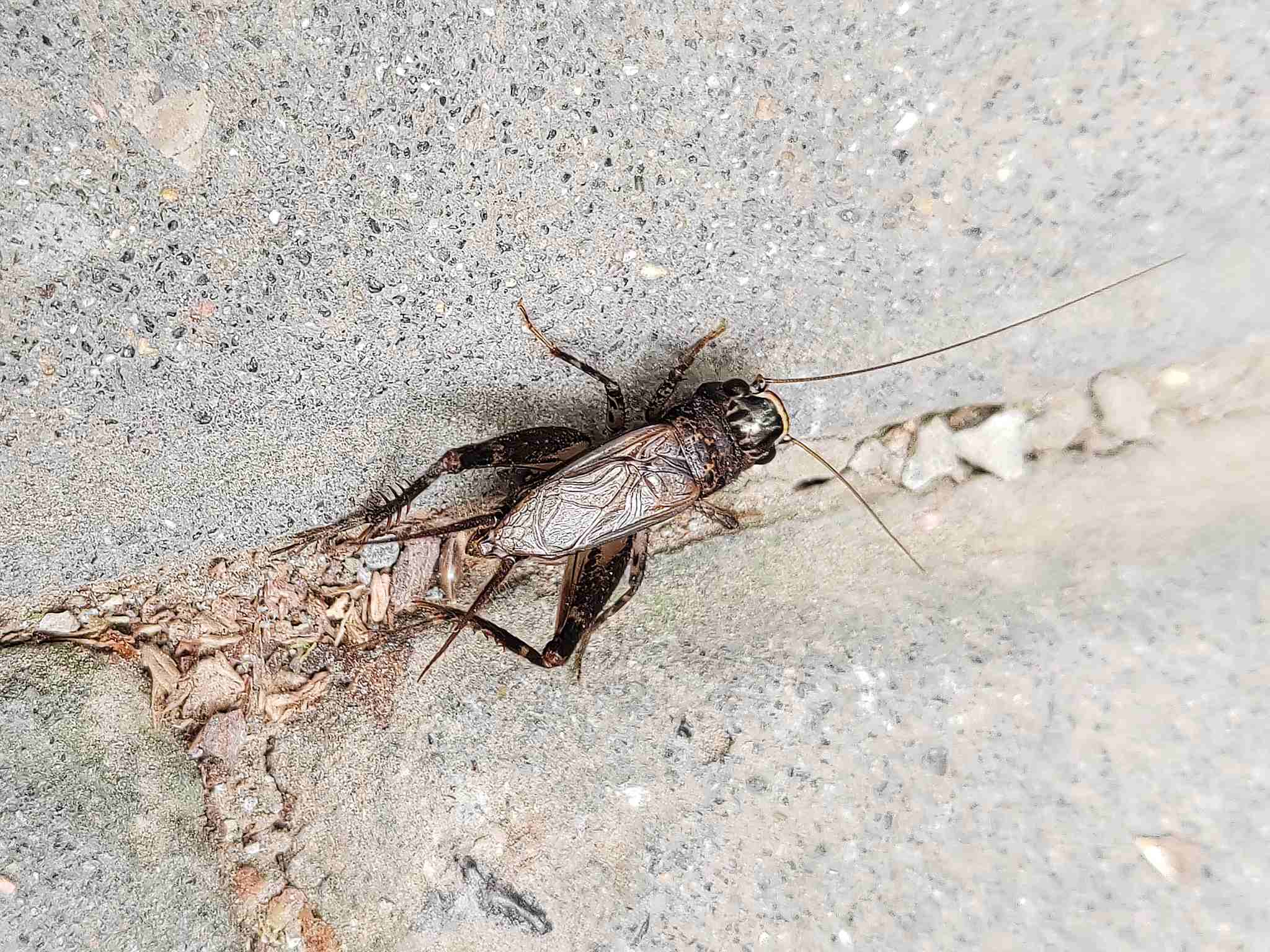 Loxoblemmus