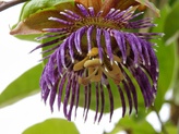 Passiflora laurifolia