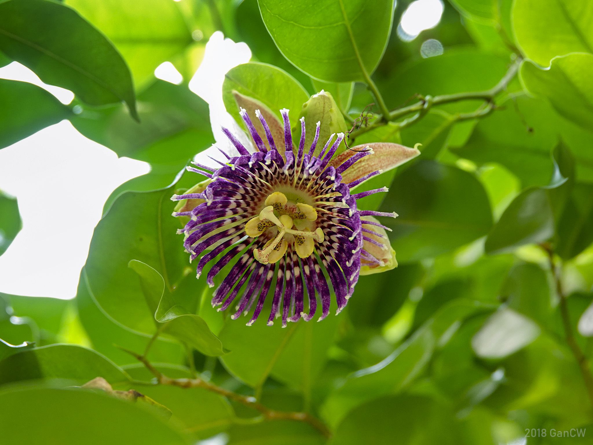 Passiflora laurifolia