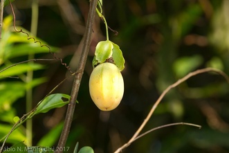 Passiflora laurifolia
