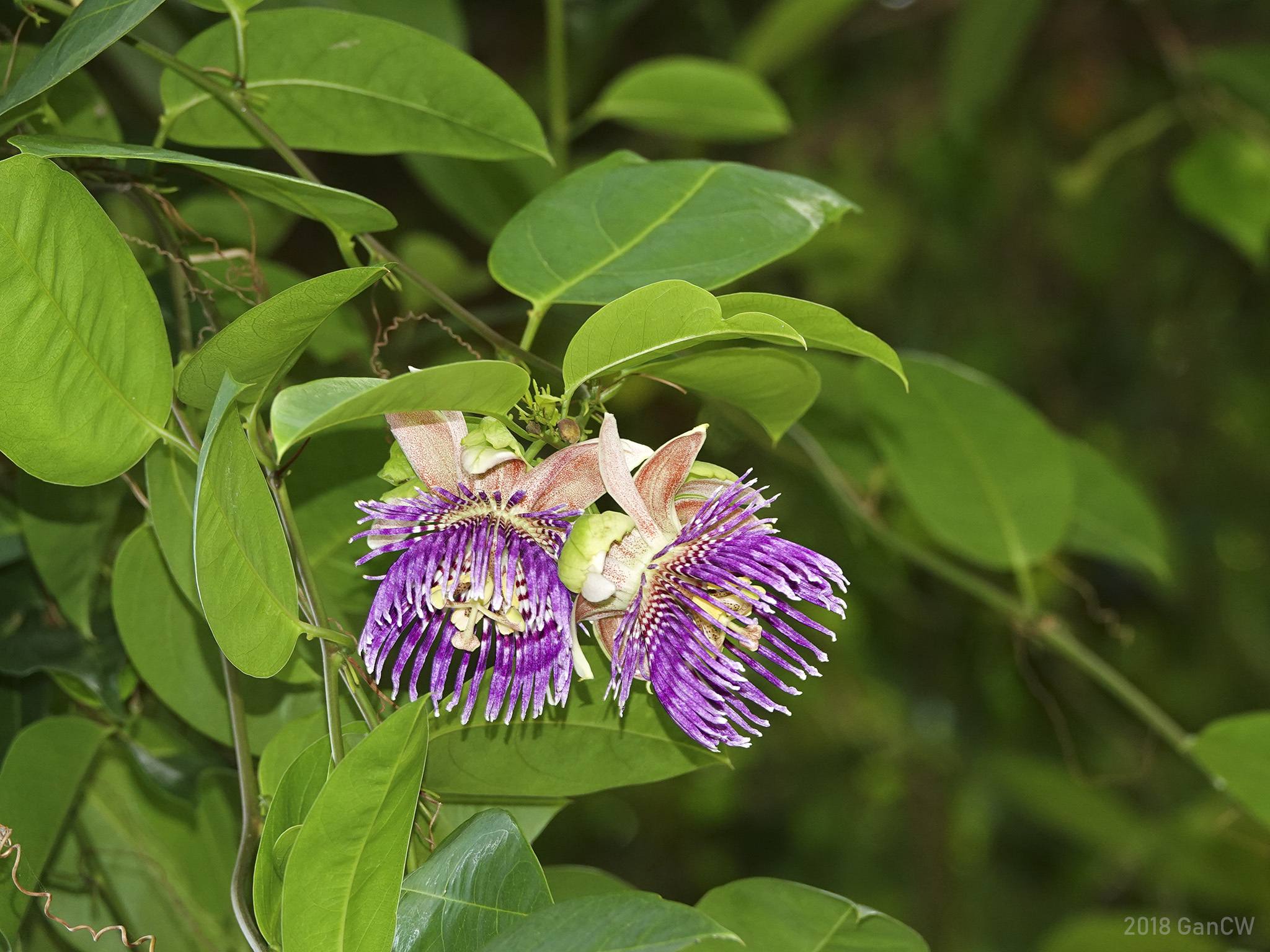 Passiflora laurifolia