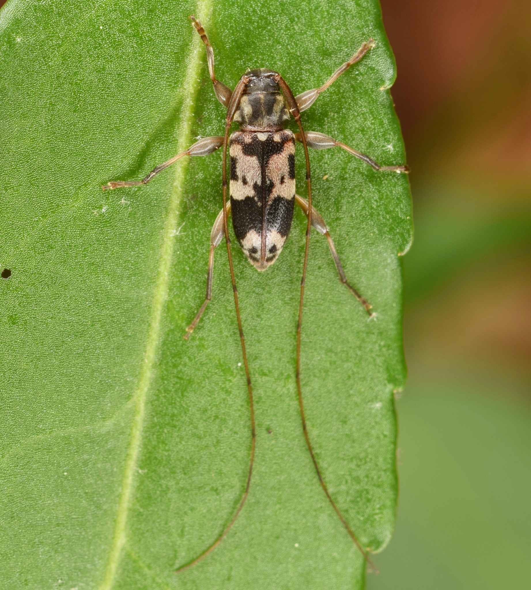 Urgleptes