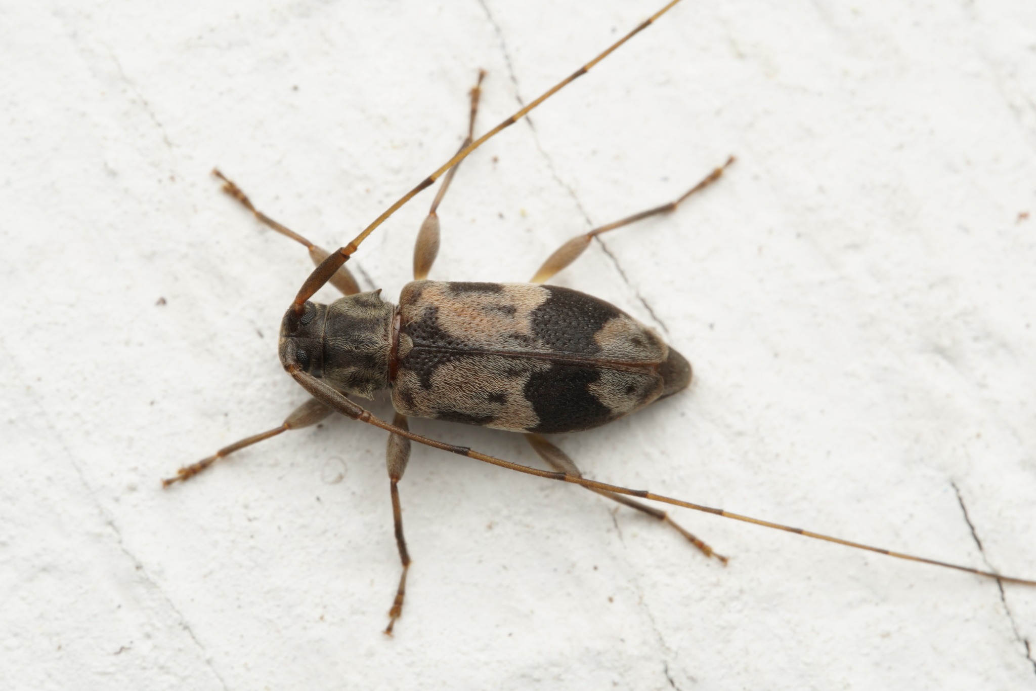 Urgleptes