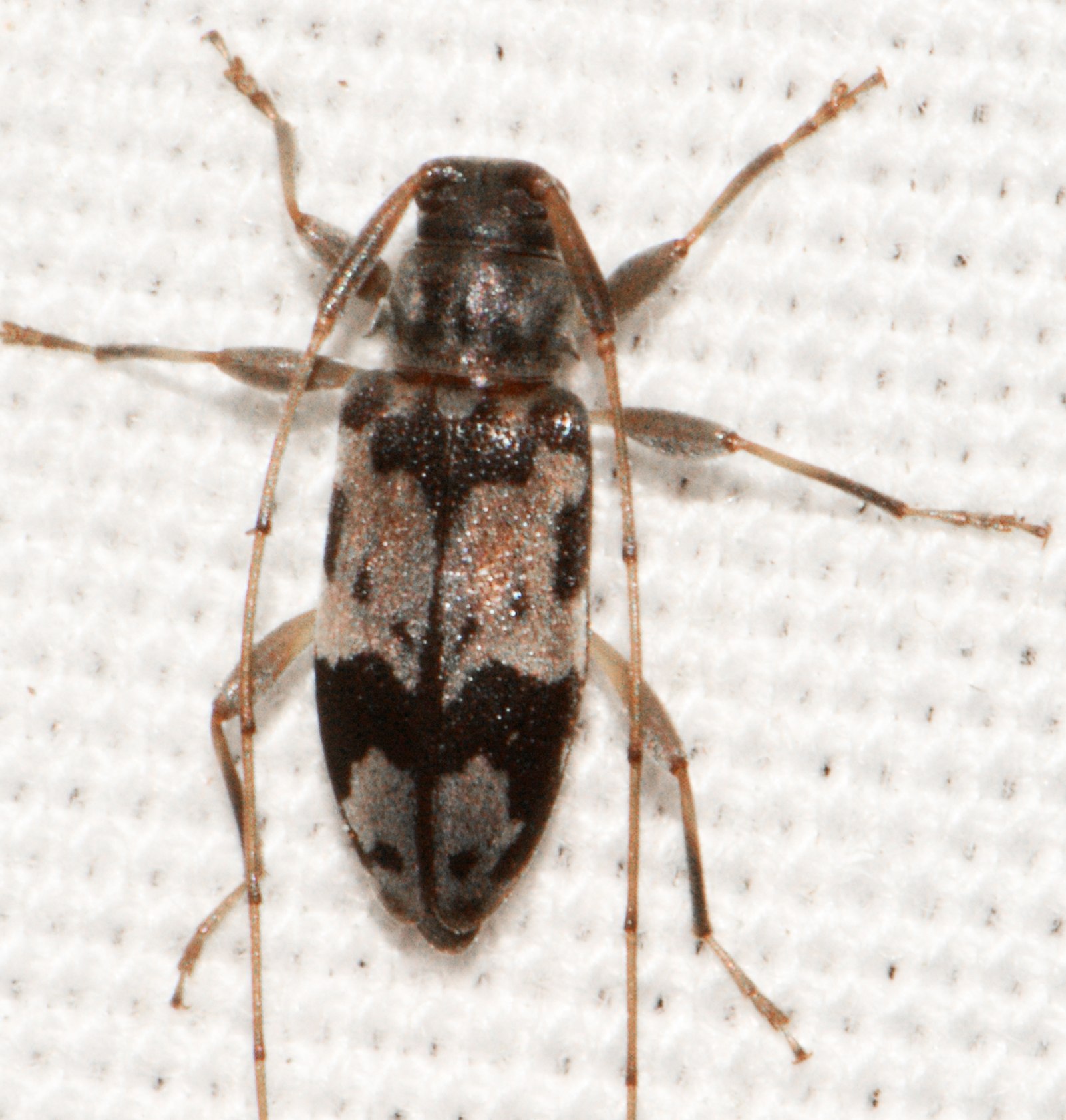 Urgleptes
