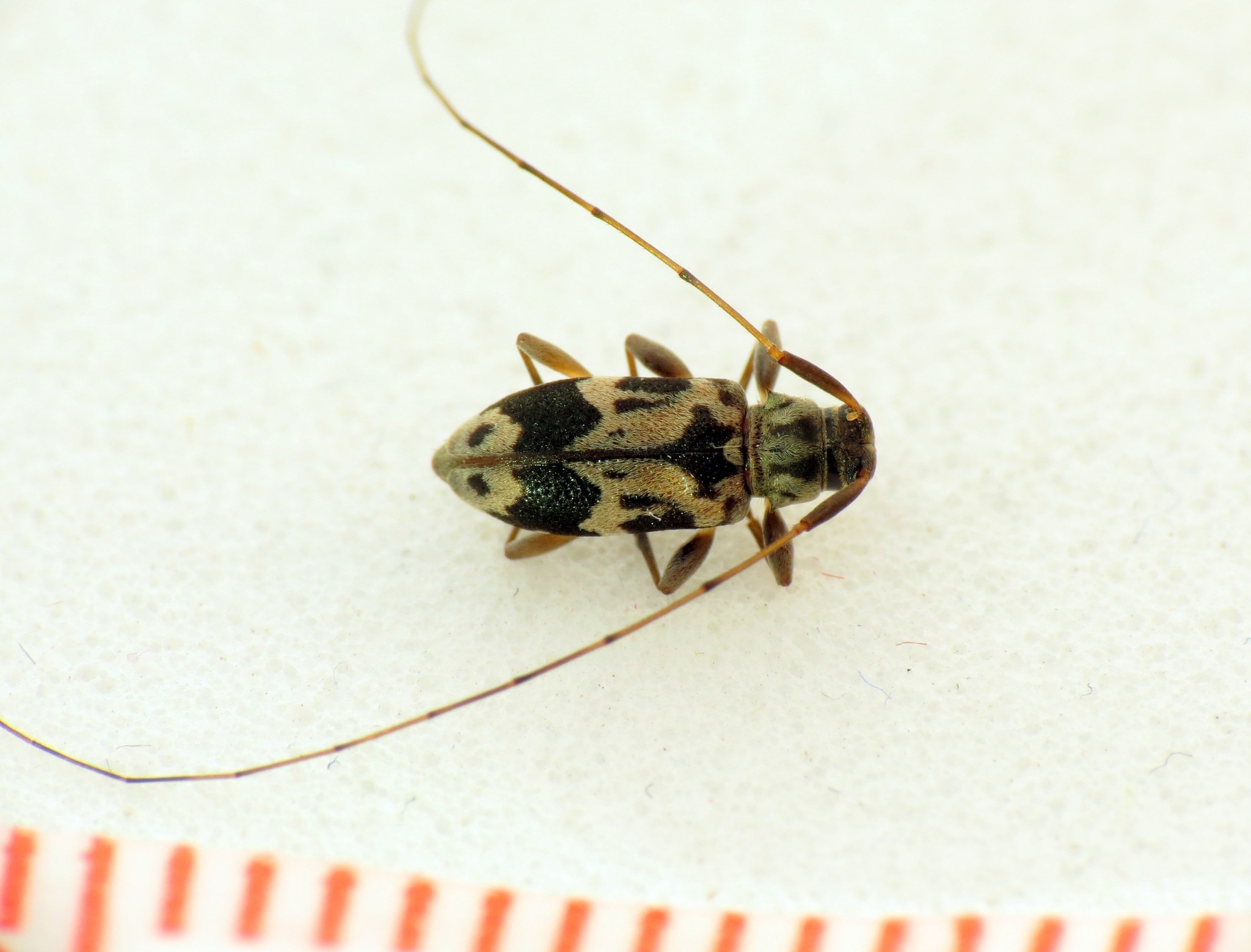 Urgleptes