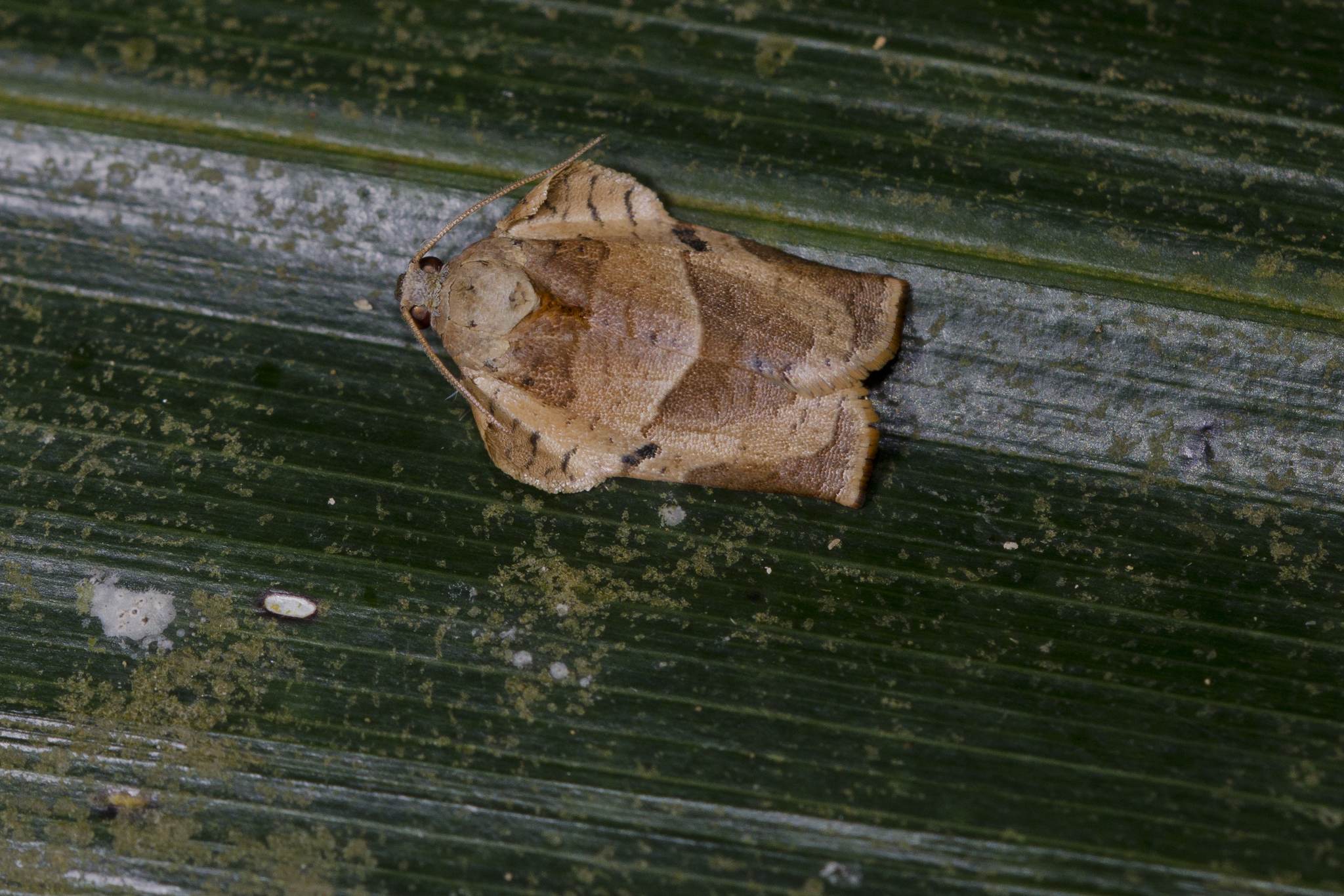 Homona magnanima