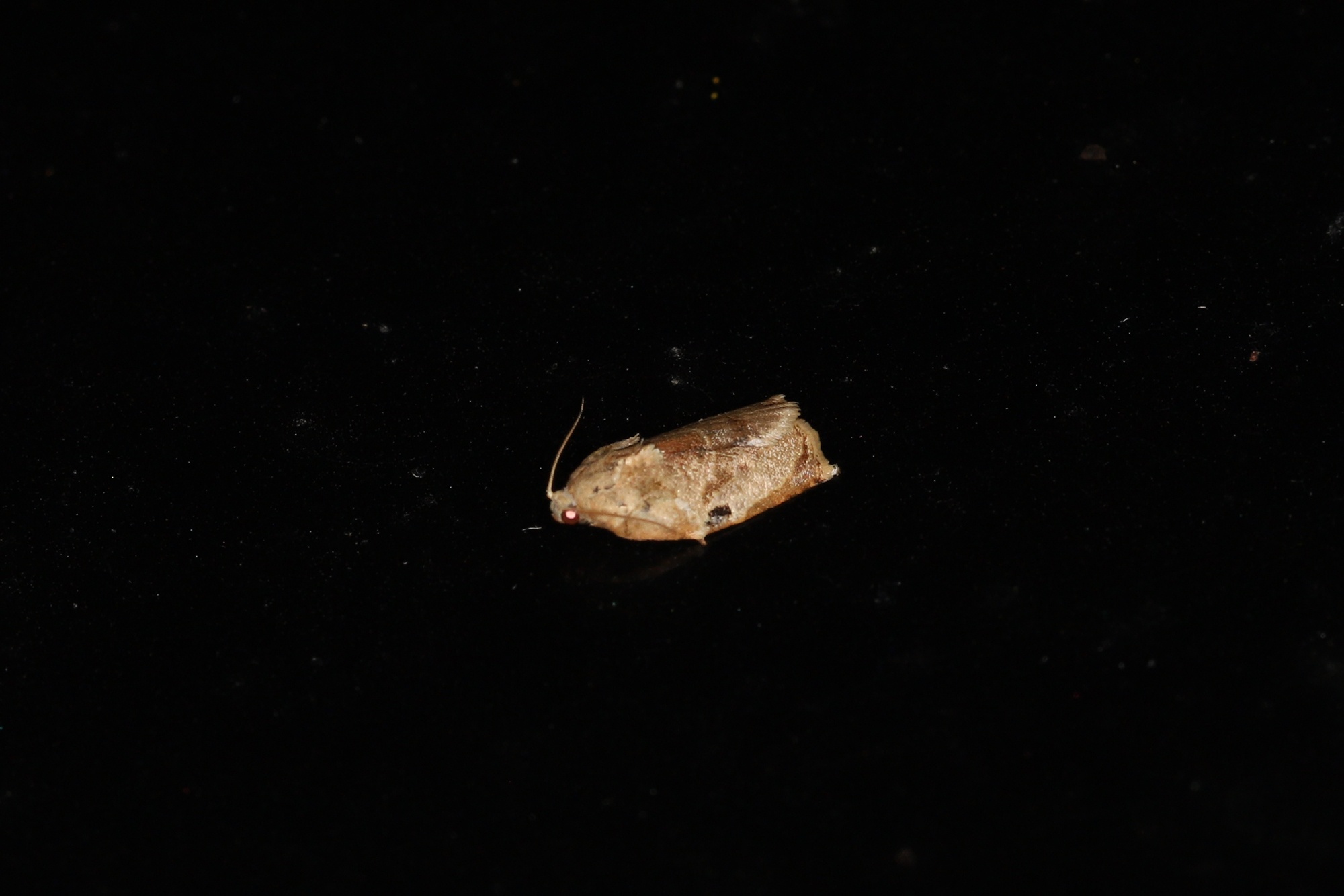 Homona magnanima