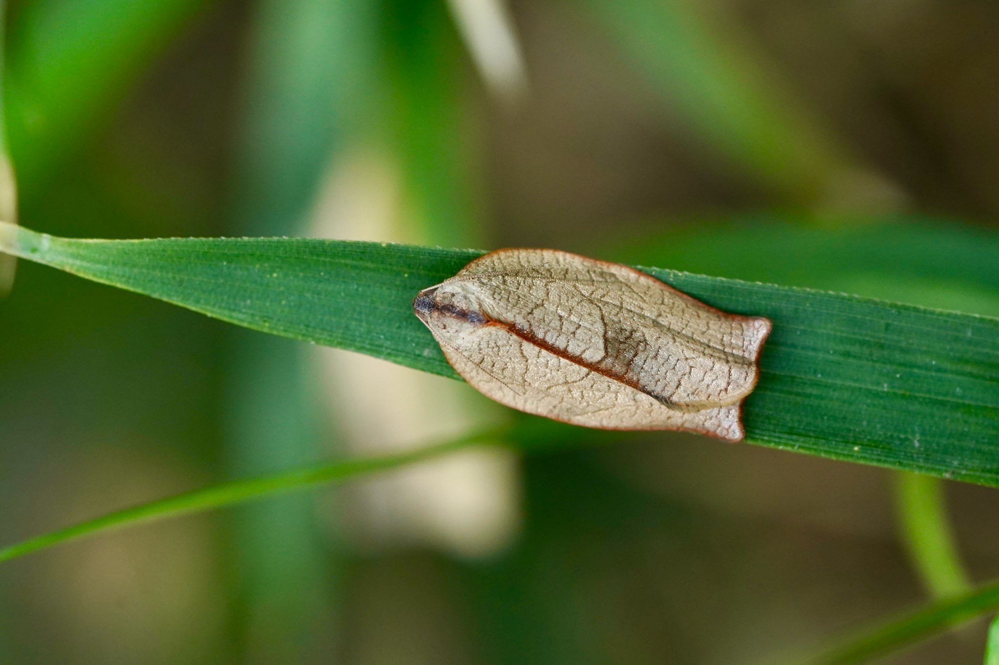 Homona magnanima