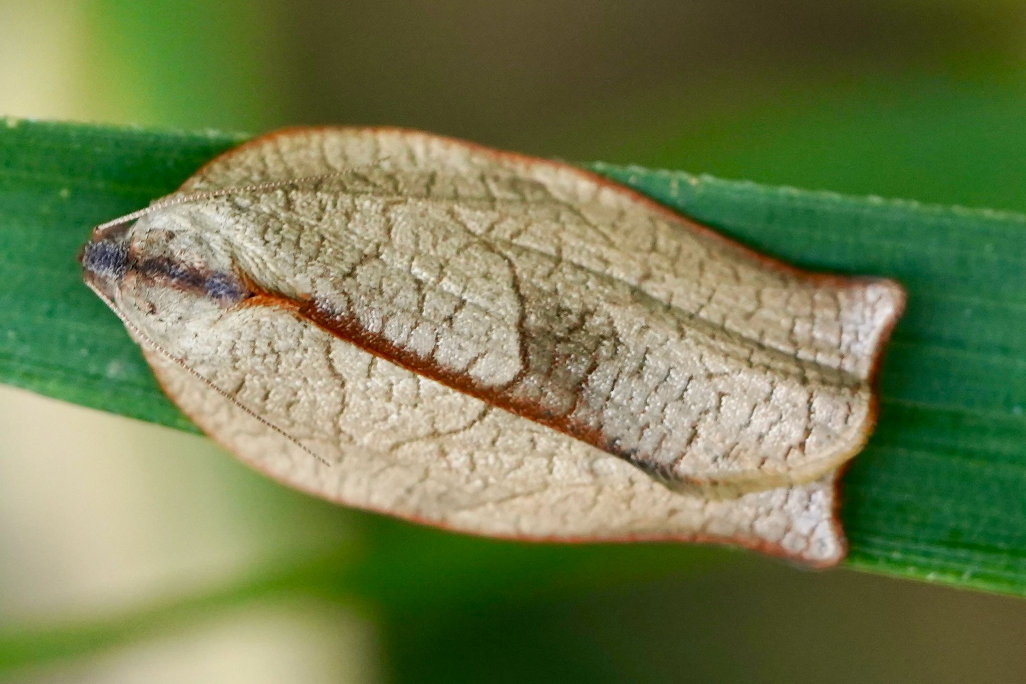 Homona magnanima