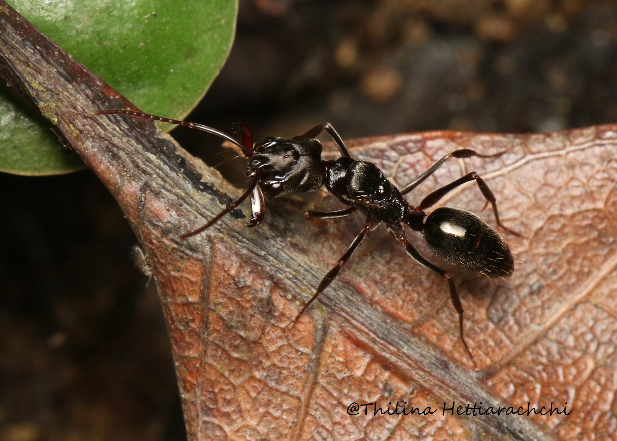 Odontomachus simillimus