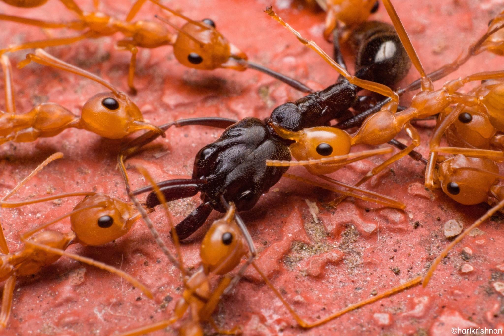 Odontomachus simillimus