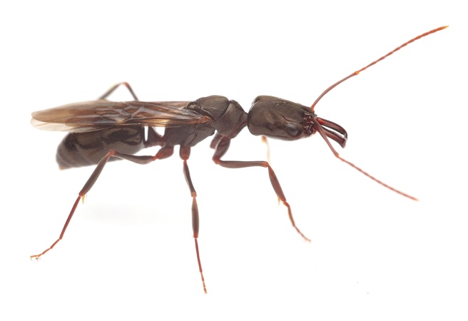 Odontomachus simillimus
