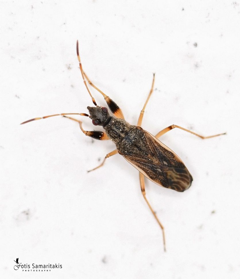 Paraparomius leptopoides
