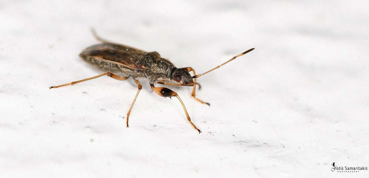 Paraparomius leptopoides