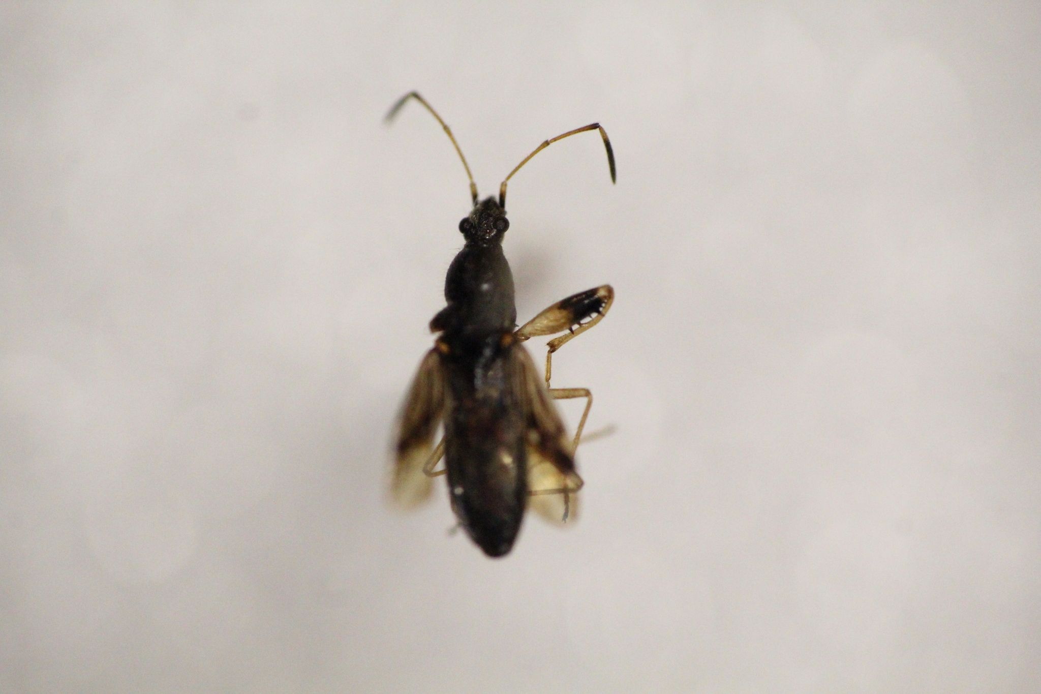 Paraparomius leptopoides