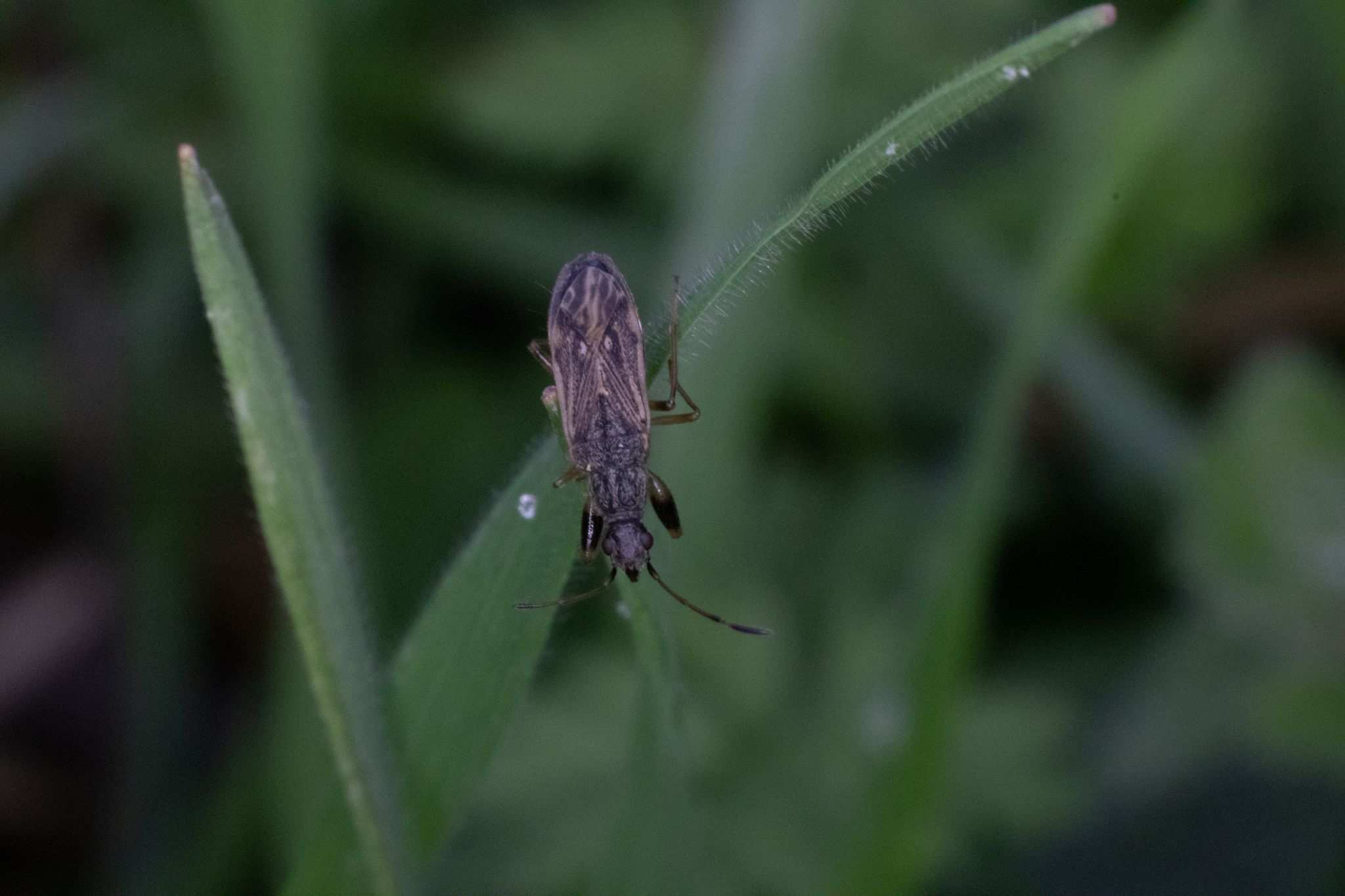 Paraparomius leptopoides