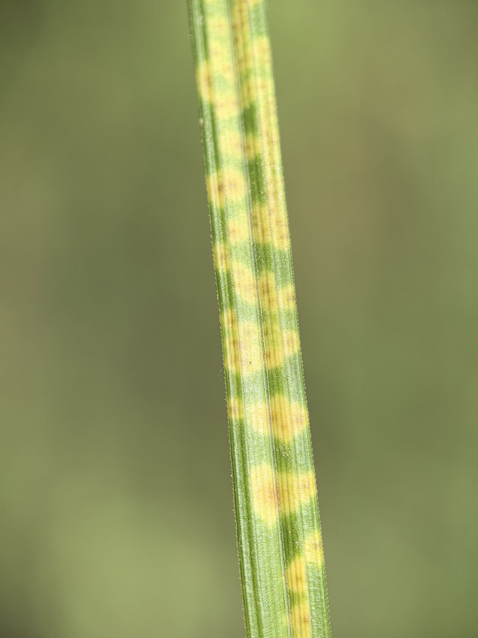 Puccinia cyperi