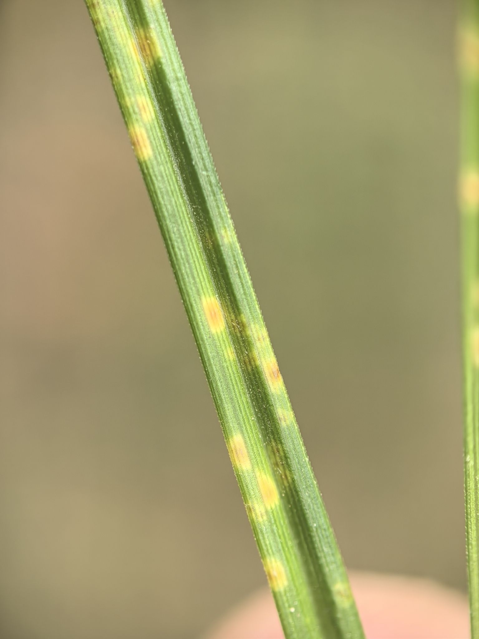 Puccinia cyperi