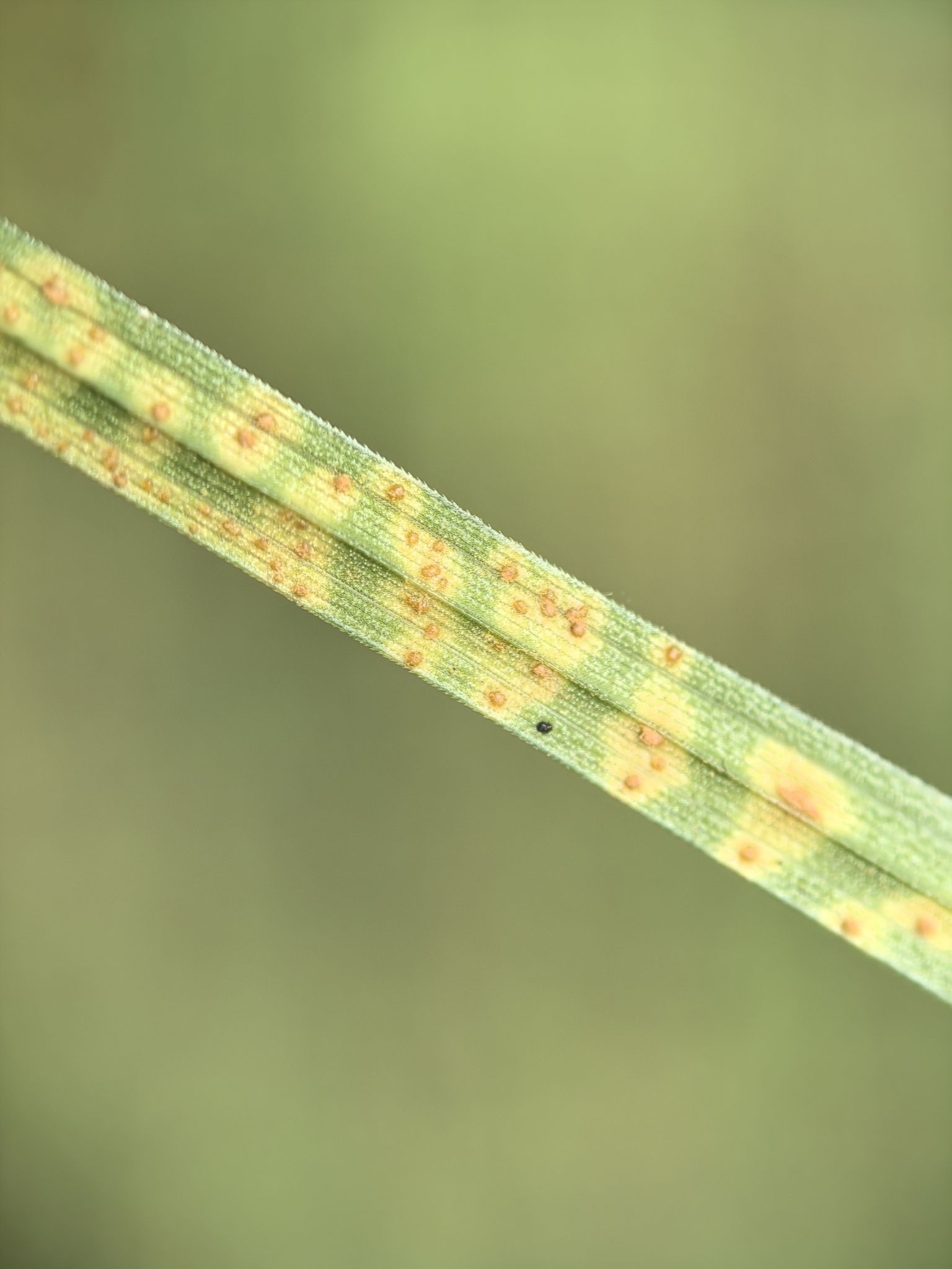 Puccinia cyperi