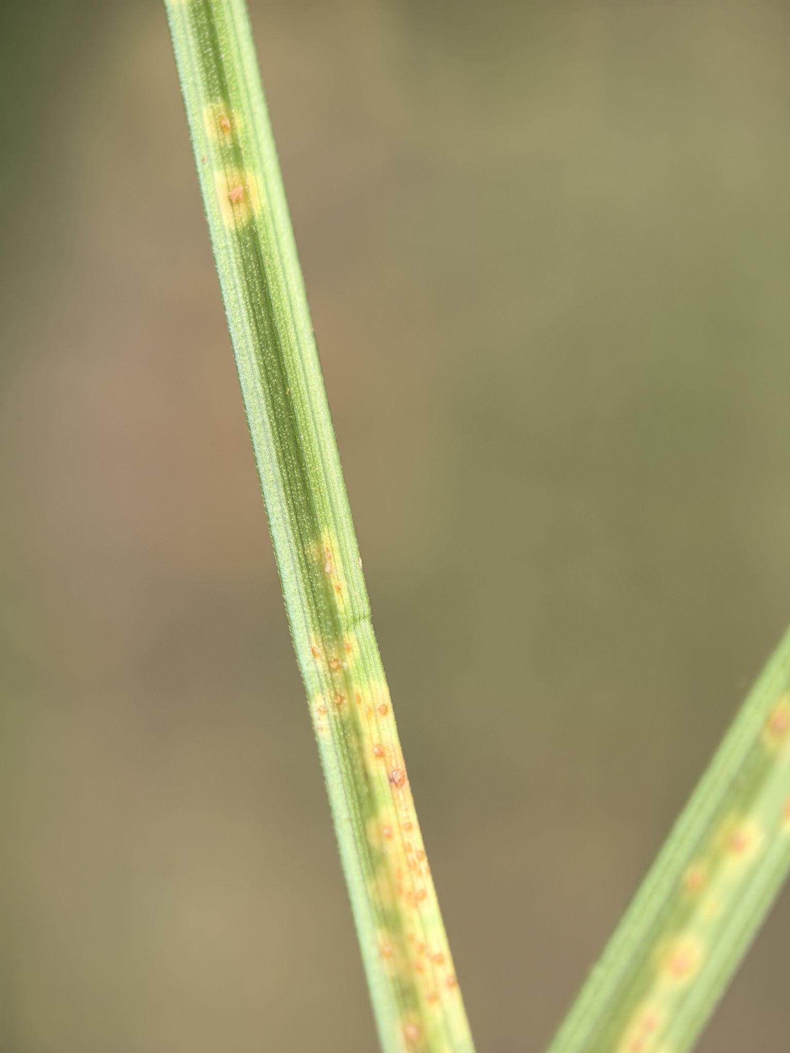 Puccinia cyperi
