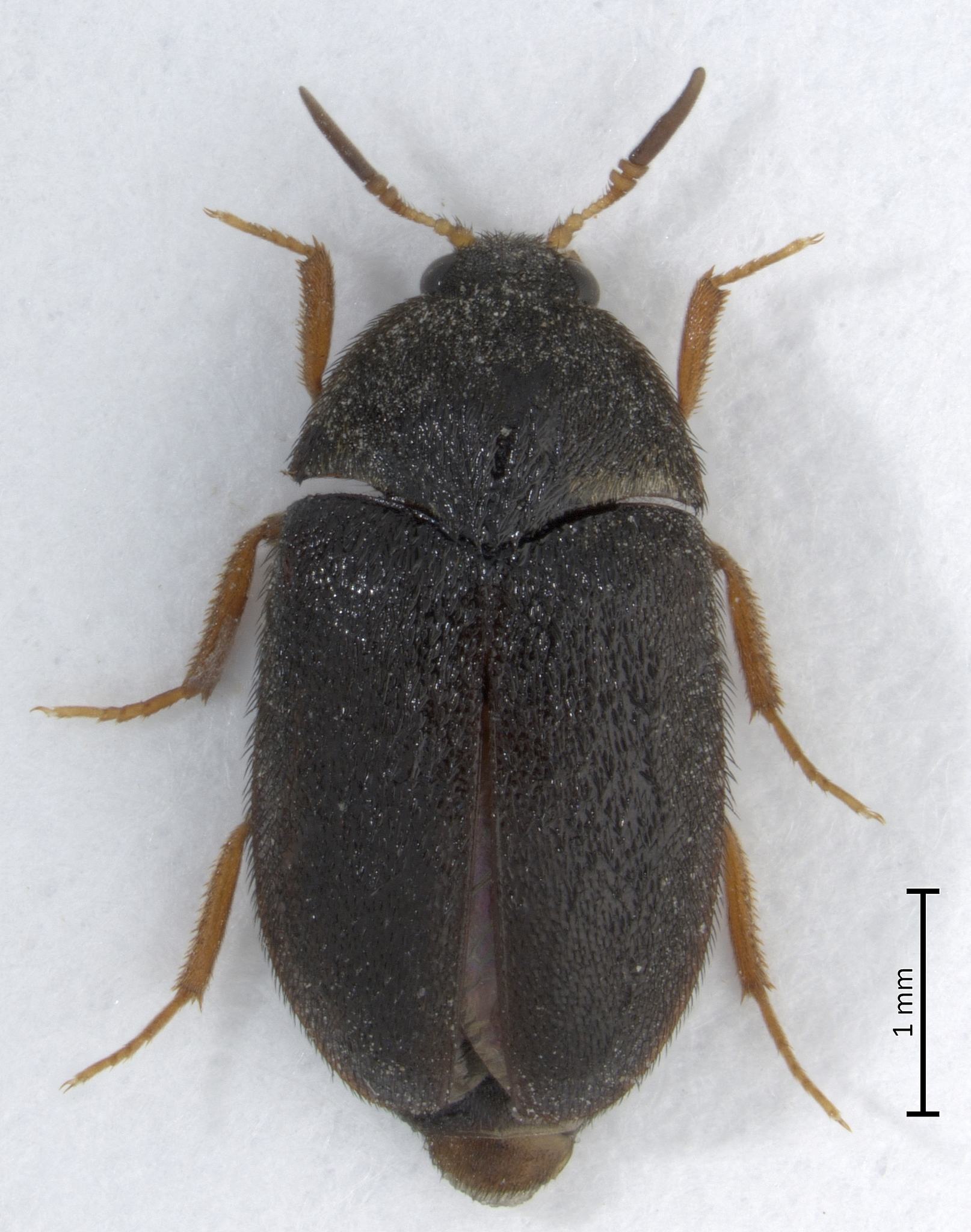 Attagenus brunneus