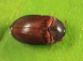 Attagenus brunneus