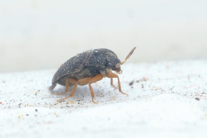 Attagenus brunneus