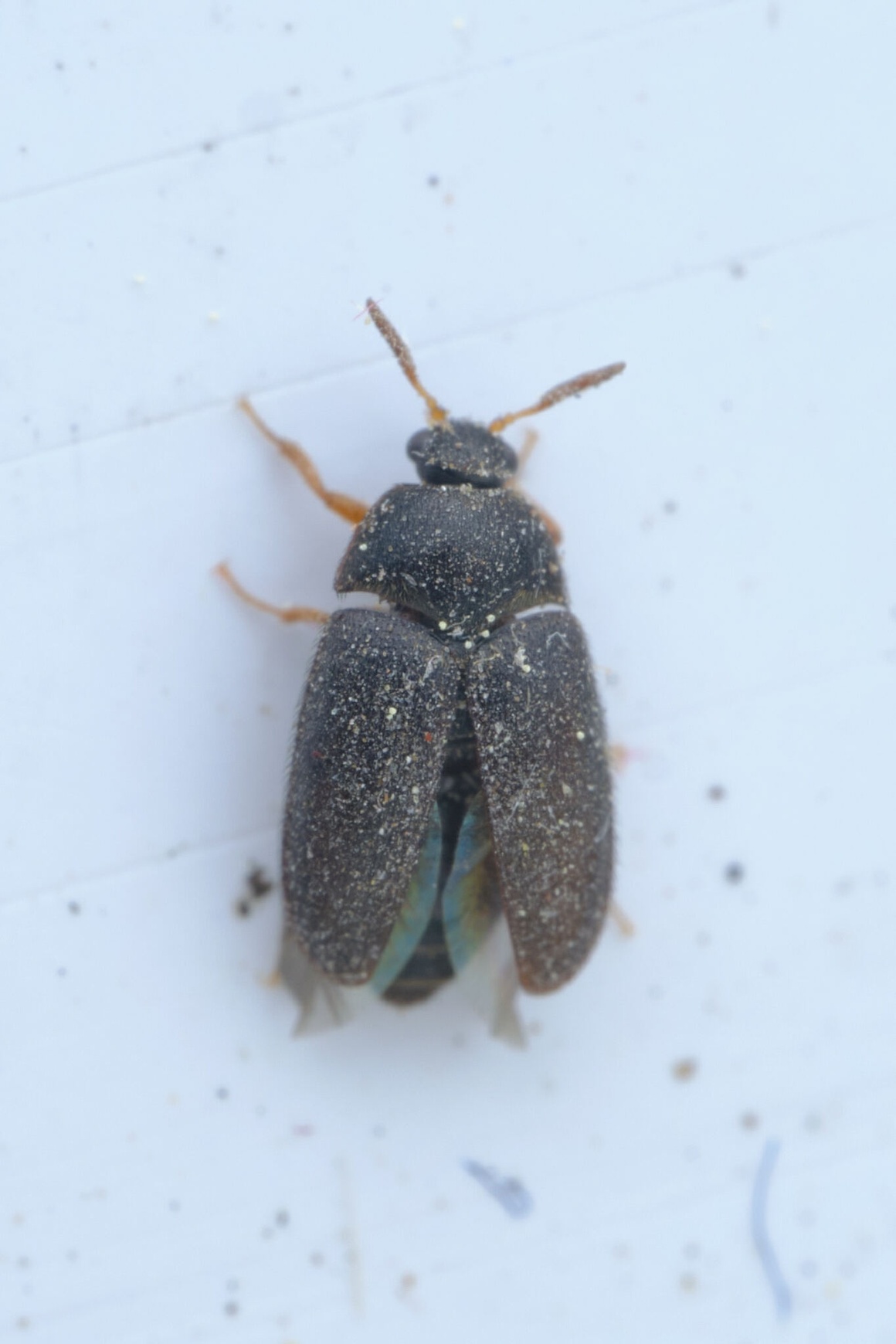 Attagenus brunneus
