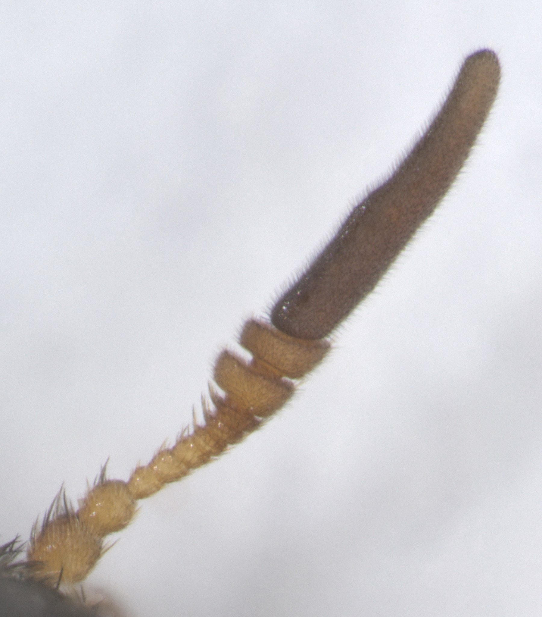 Attagenus brunneus