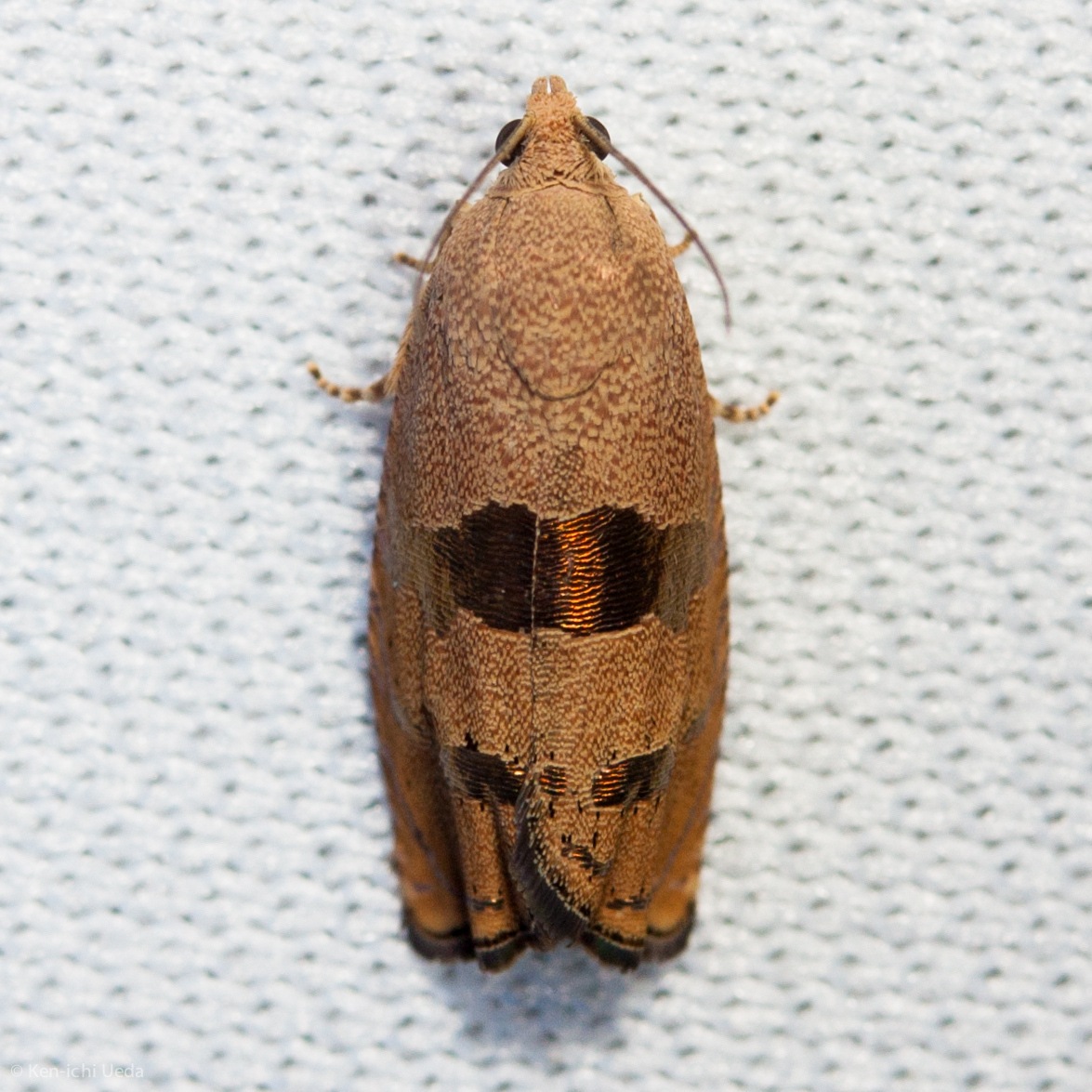 Cydia latiferreana