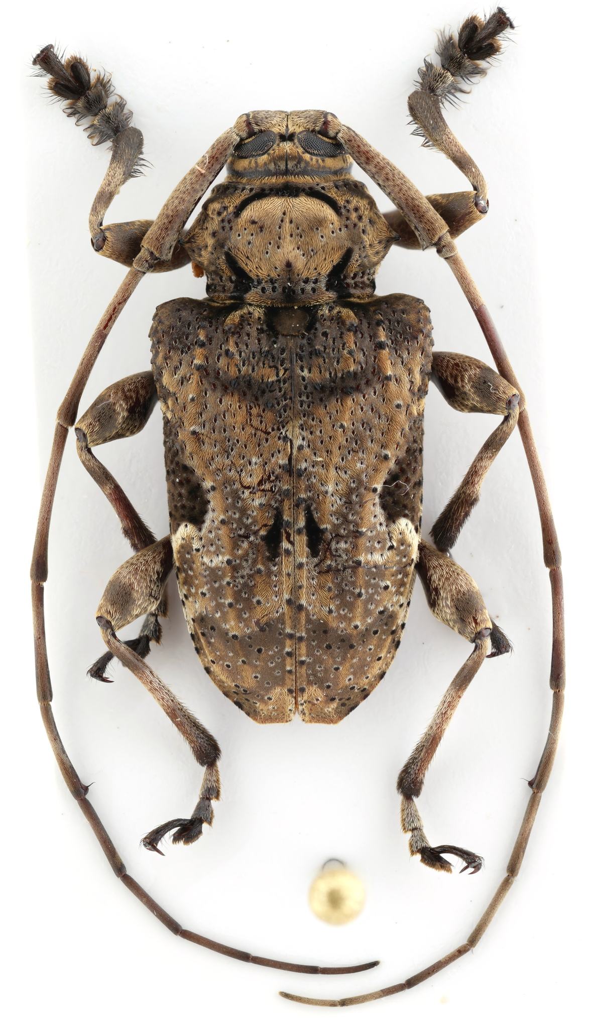 Lagocheirus araneiformis